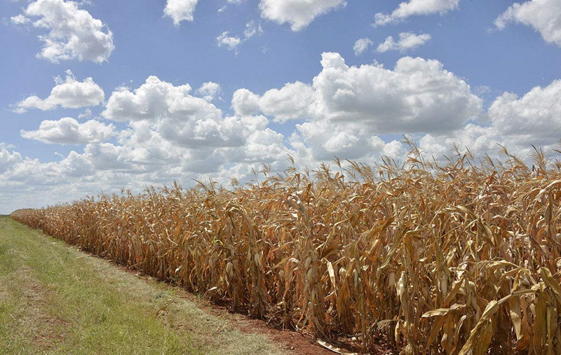 farmland